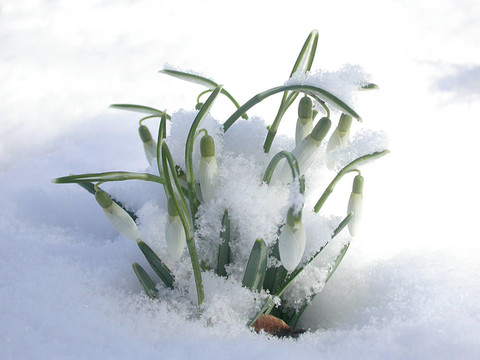 在冬天的雪花集團