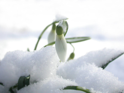 雪中的雪花蓮