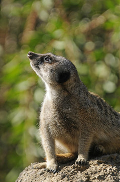 meercat望風