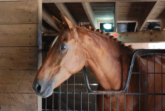 warmbood馬在失速