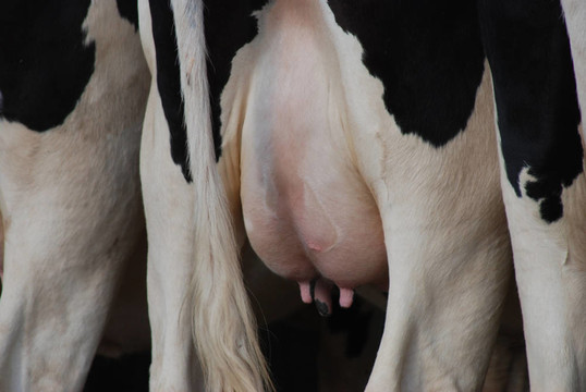 奶牛乳房