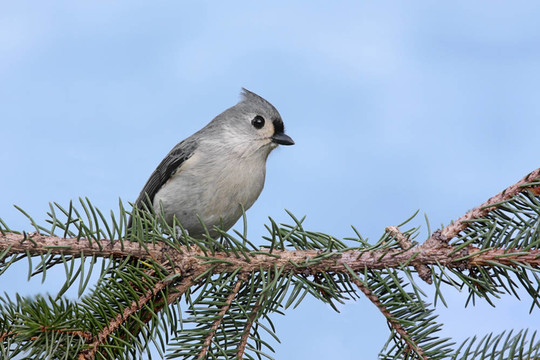 鳥在樹枝上