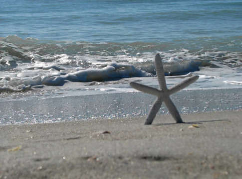 海星