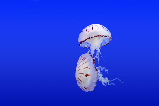 水母