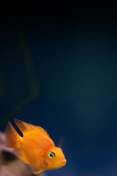 金魚