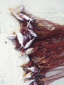 網(wǎng)紋魚