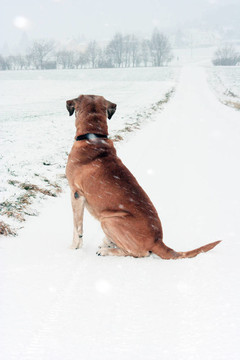 狗在雪中