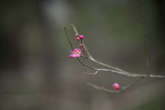 紅梅