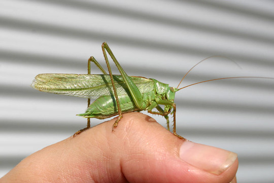 手指上的Grashopper