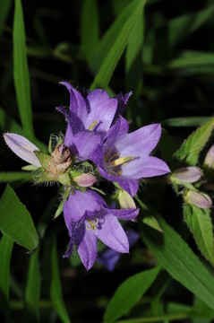 Flowers 003