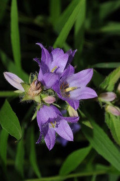 Flowers 004