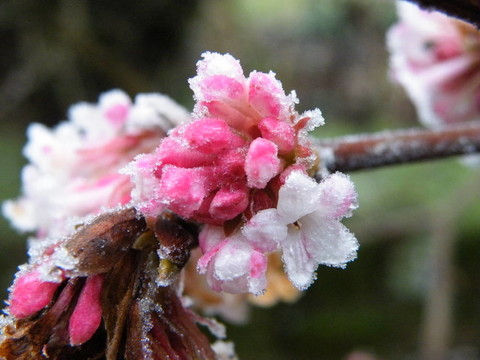 寒冷的花