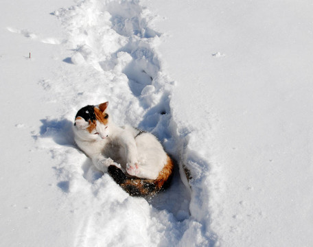 貓在雪