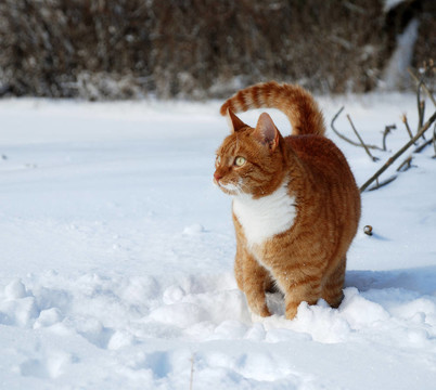 貓在雪地里行走
