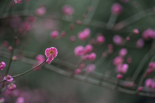 紅梅