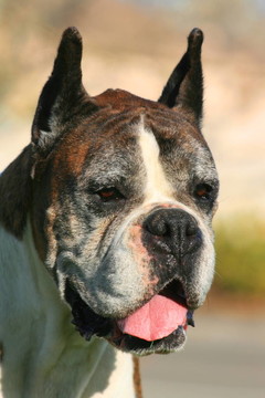 疲憊的Boxer Dog