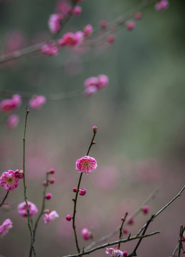 紅梅