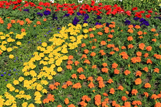 金盞花和Petunia Flowers
