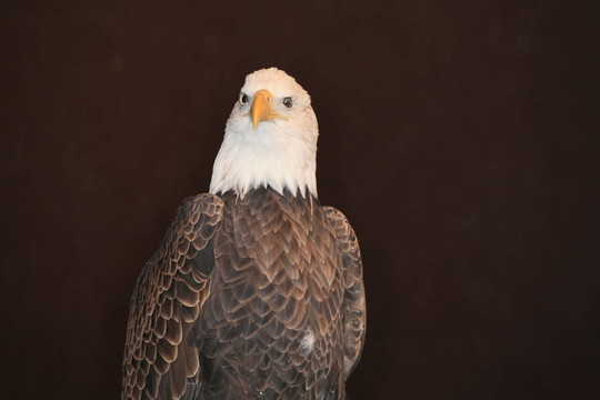 鷹