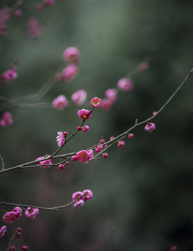 紅梅