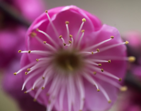 梅花