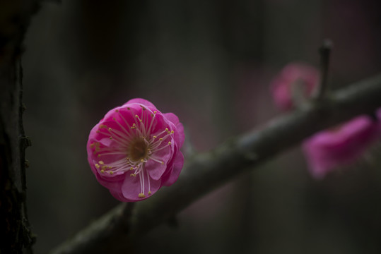 紅梅花