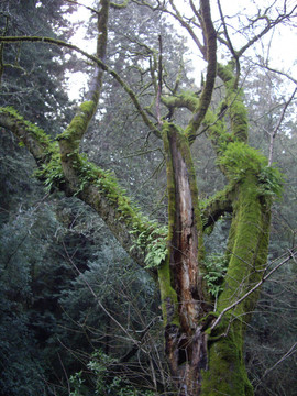 Muir Woods CA許可；