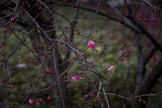 紅梅