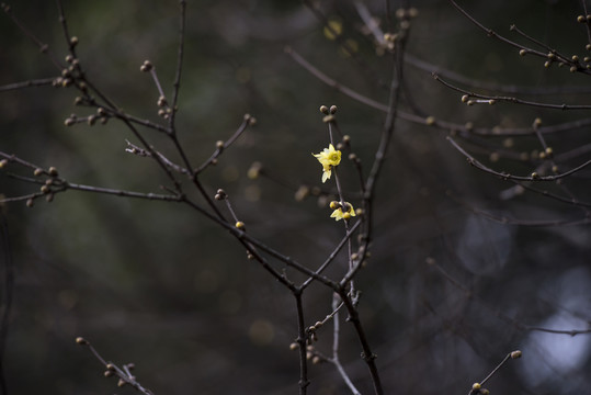 臘梅花