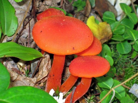 野生紅蘑菇