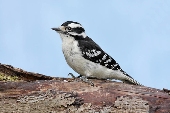 女Downy Woodpecker（Picoides毛竹）