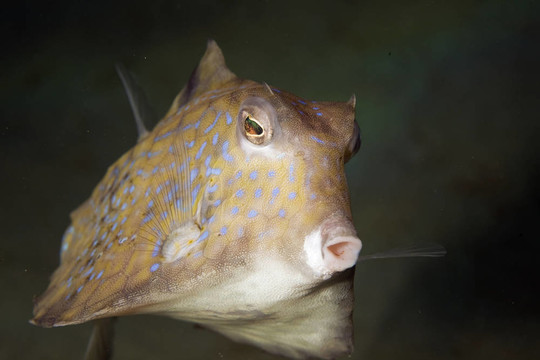 刺魚Boxfish