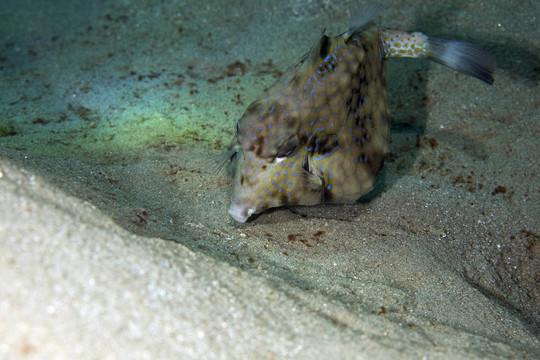 刺魚(yú)Boxfish
