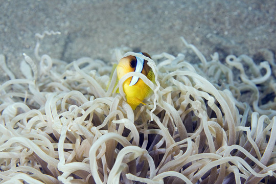 小丑魚（amphipiron有兩帶的）