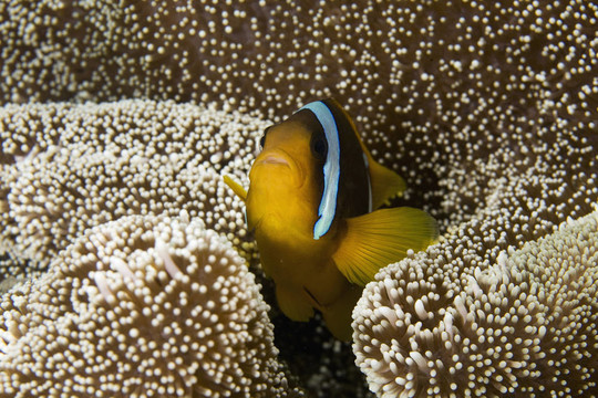 紅海的小丑魚