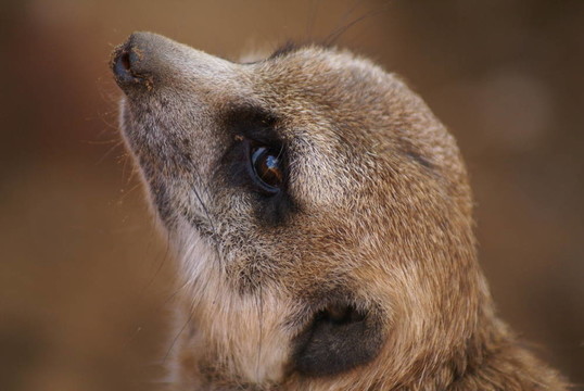meercat面部特寫