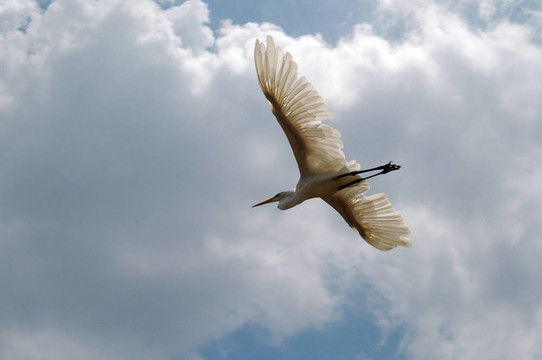 Pelican飛