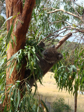 Koala玩