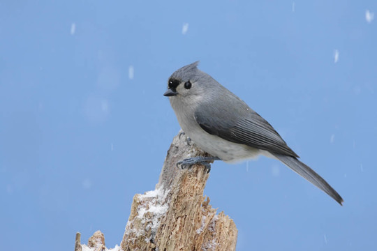 暴風(fēng)雪中的鳥