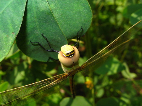 蜻蜓