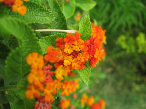 橙色的花