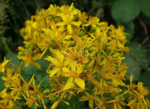 圣John s Wort。