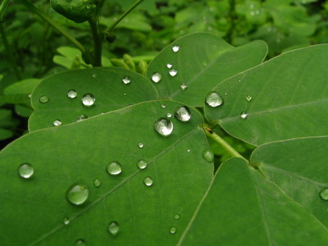 滴葉