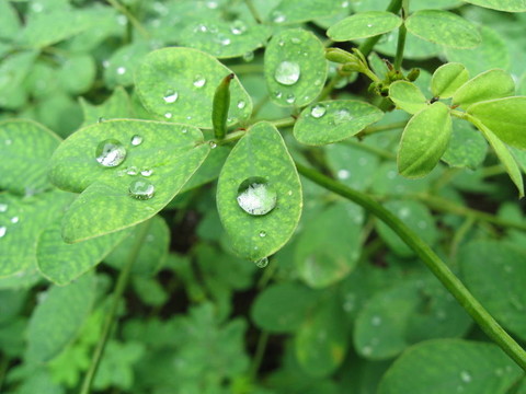 滴葉