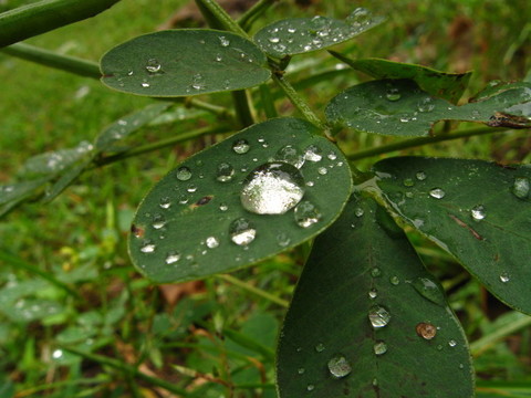 滴葉