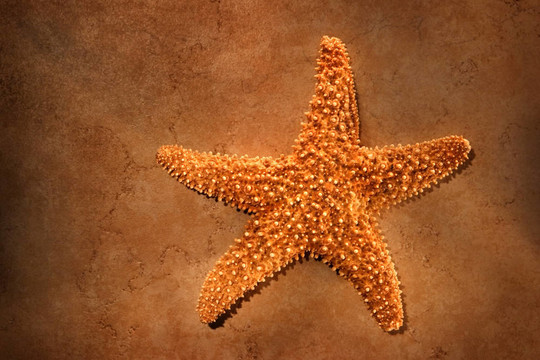 海星