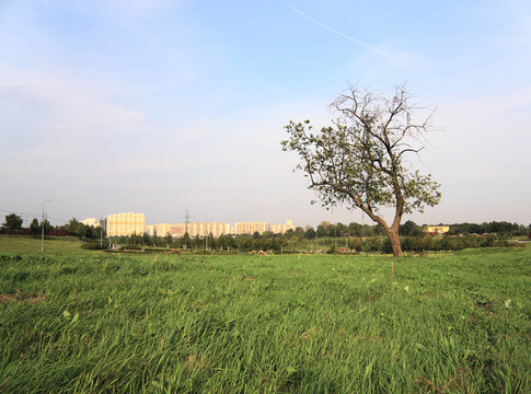 一棵樹(shù)