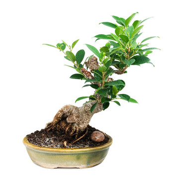 盆景樹(shù)