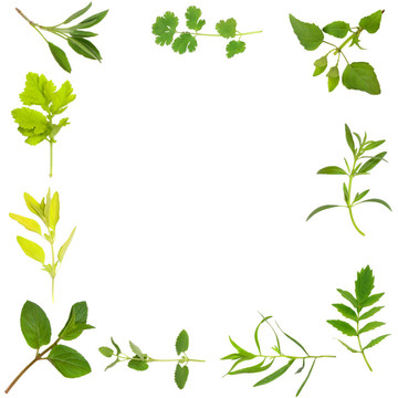 草本植物，葉緣