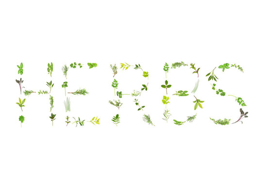 草本植物